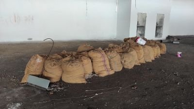 Fire damaged Cotton seeds