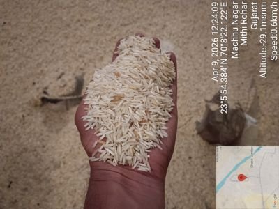 Burnt & Discard affected Stock of Rice