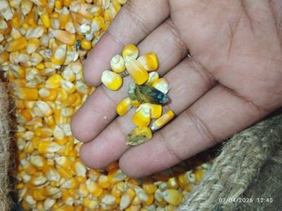 Fire Affected Stock of Maize