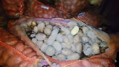 Damaged due to temperature Variation potatoes