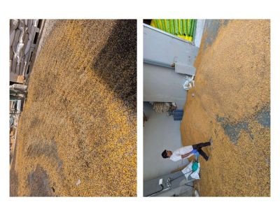 Damaged Stock of Chana Grade 1,2,3
