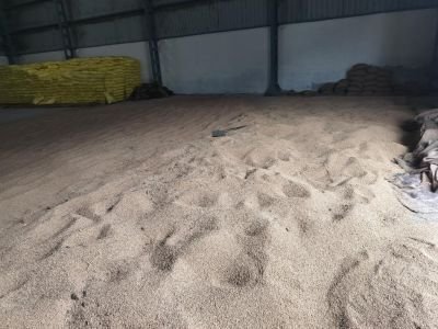 Water Affected Stock of Wheat